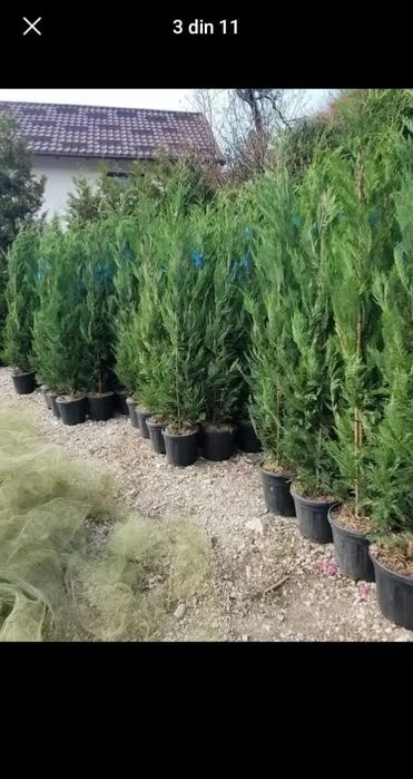 Vând plante ornamentale la preț de producător