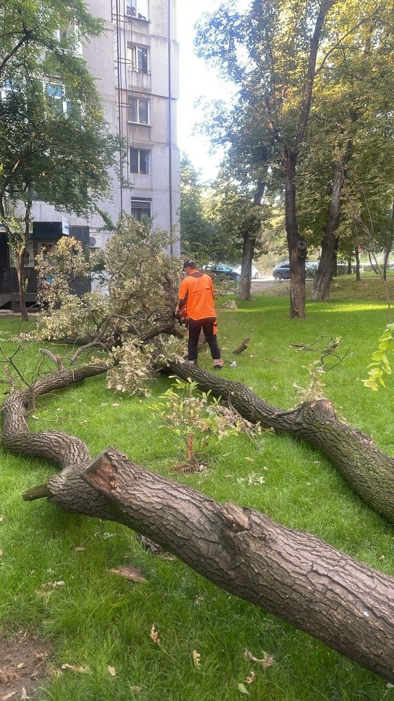 Tăiere/Toaletare Copaci Foarte Înalți.
