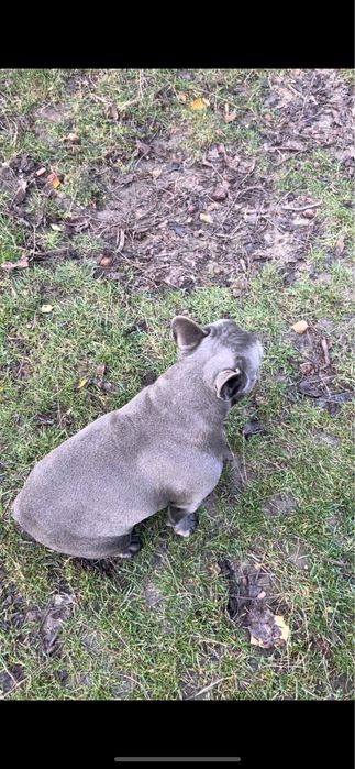 Vand Bulldog Francez blue!