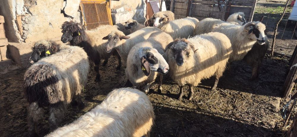 Oi de vânzare 12