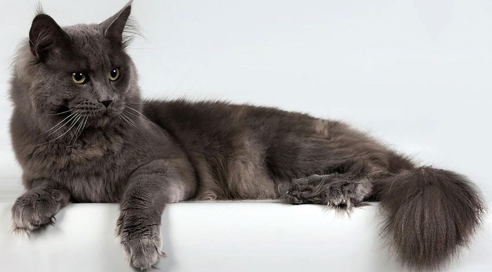 Вязка Кот Нибелунг