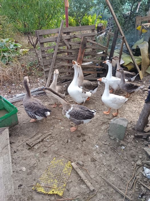 De vânzare gâște sau schimb
