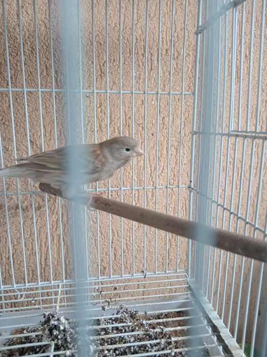 Canari timbrado clasic original continu