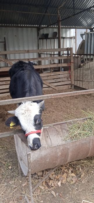 Buqqa  sotiladi adres chorbakr