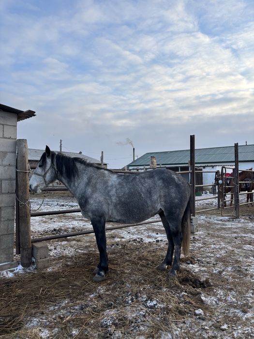 Ат сатылады. 4 жасар. Жуас жол жорғасы бар