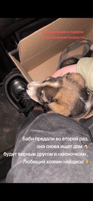 Собачка Баби ищет дом, хороших хозяев.