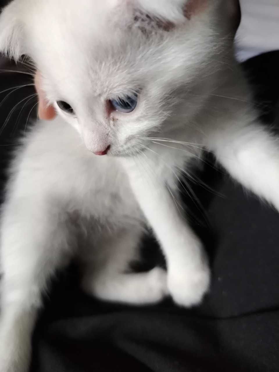 Scottish fold britanets БЕЛЫЙ