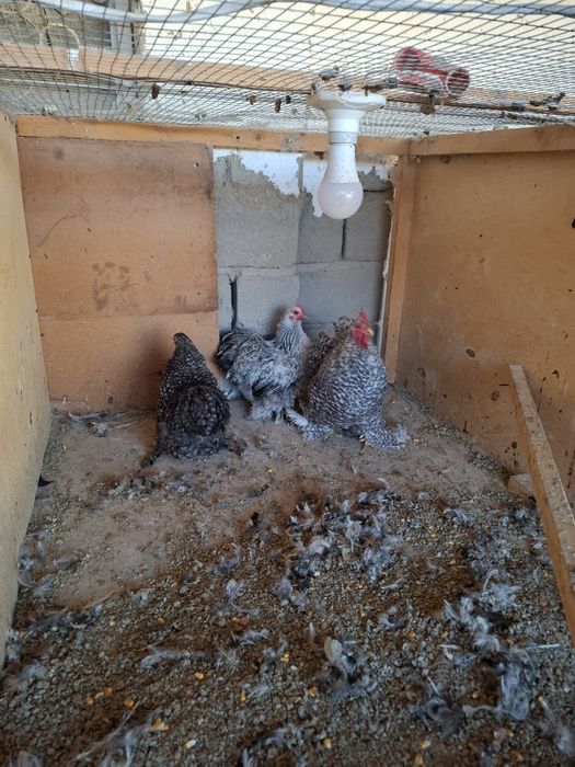 Parrandalar sotiladi