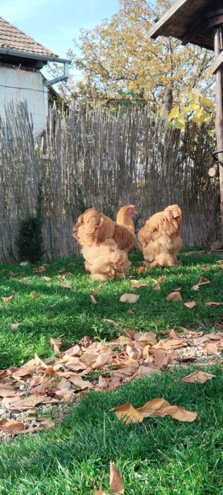 Cocosi Australorp, Brahma, Cochinchina