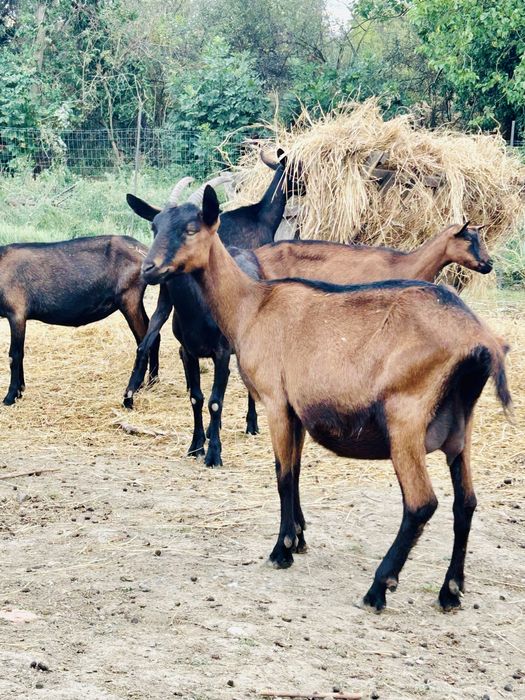 Capre si Iedute Alpina Franceza