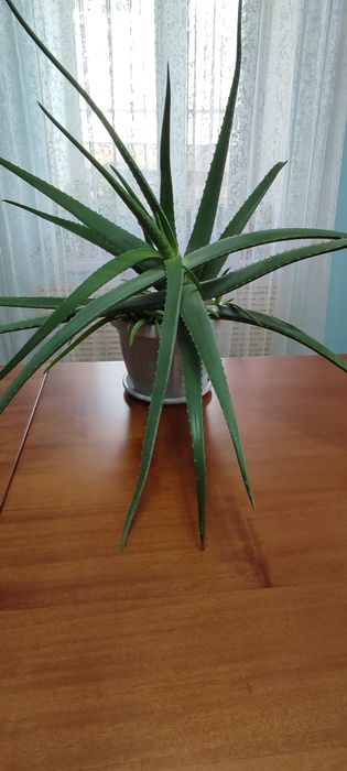 Продаю комнатные цветы