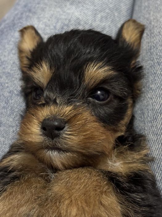 Сладки Йоркита!!!