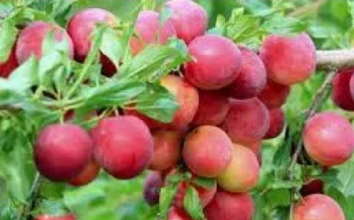 Prun Soiul (Red Freedom )