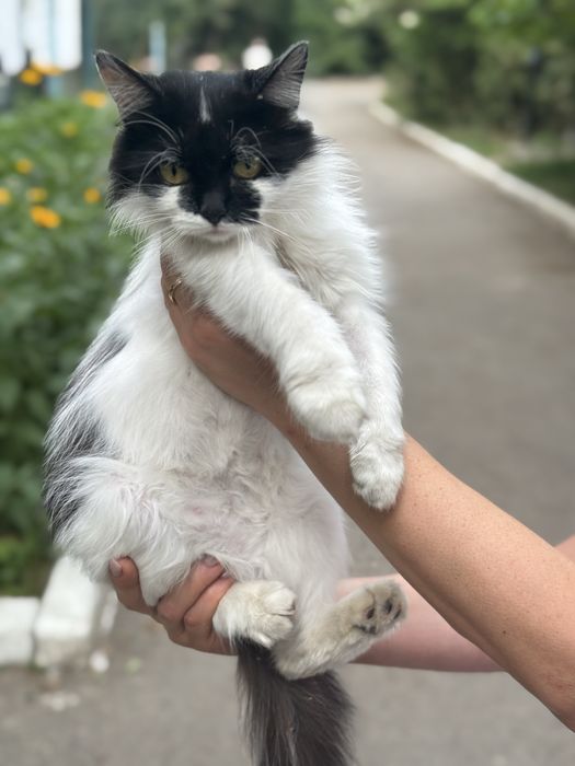 Кошка стерилозованная