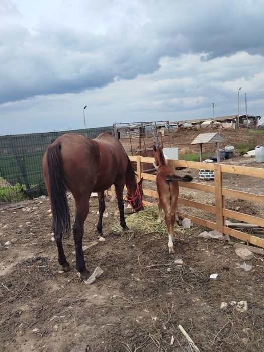 Vând Pur Sânge Englez