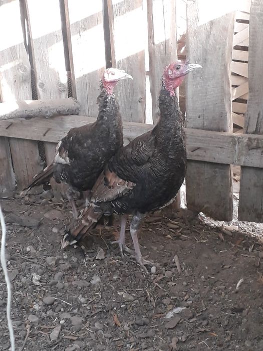 Индюшки самки молодые майские.