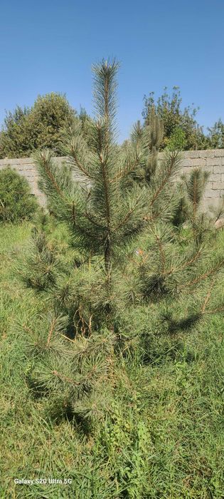 Крымская сосна сотилади