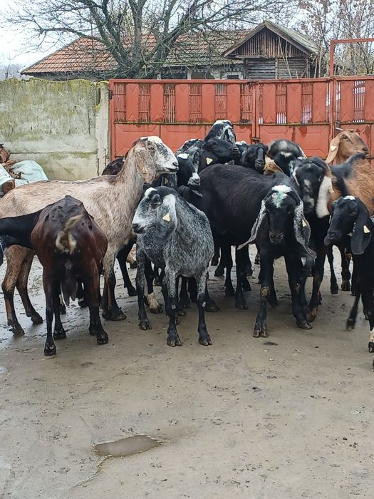 Vând 3 țapi și 14 capre anglonubiene