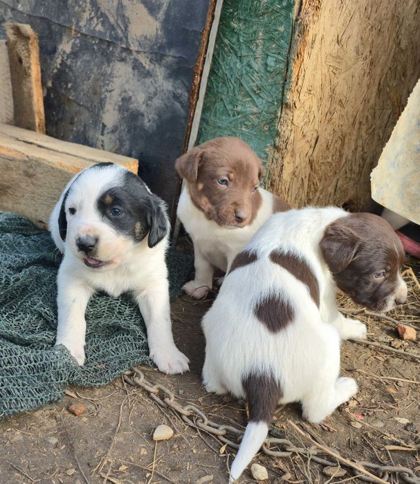 Donez catelusi - pui de Brac German