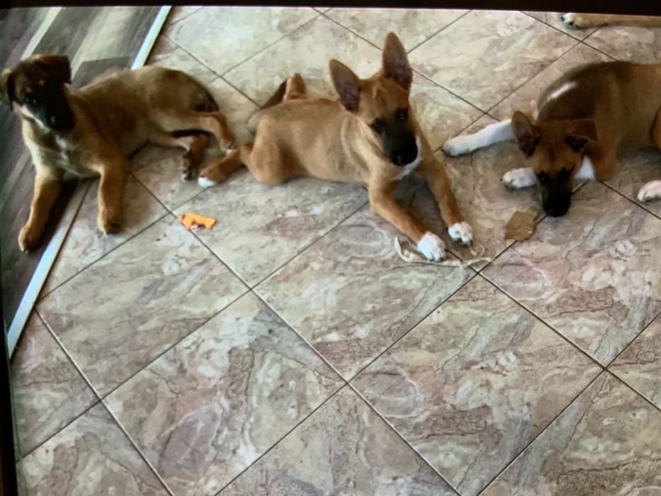 Белгийска овчарка