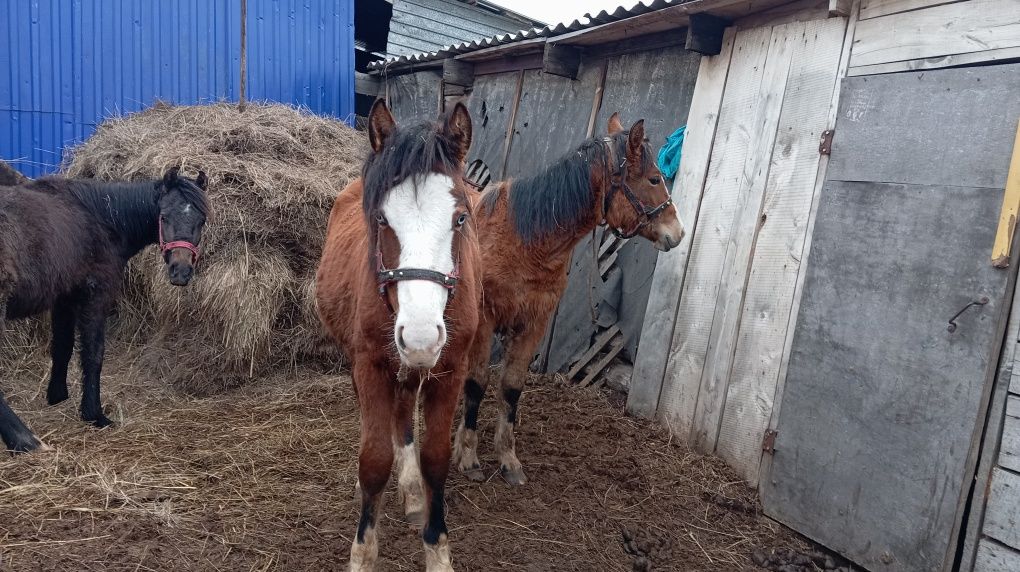 Продам лошадей срочно