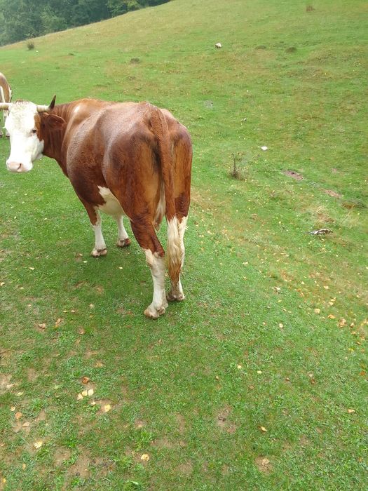 Vând vaca de lapte