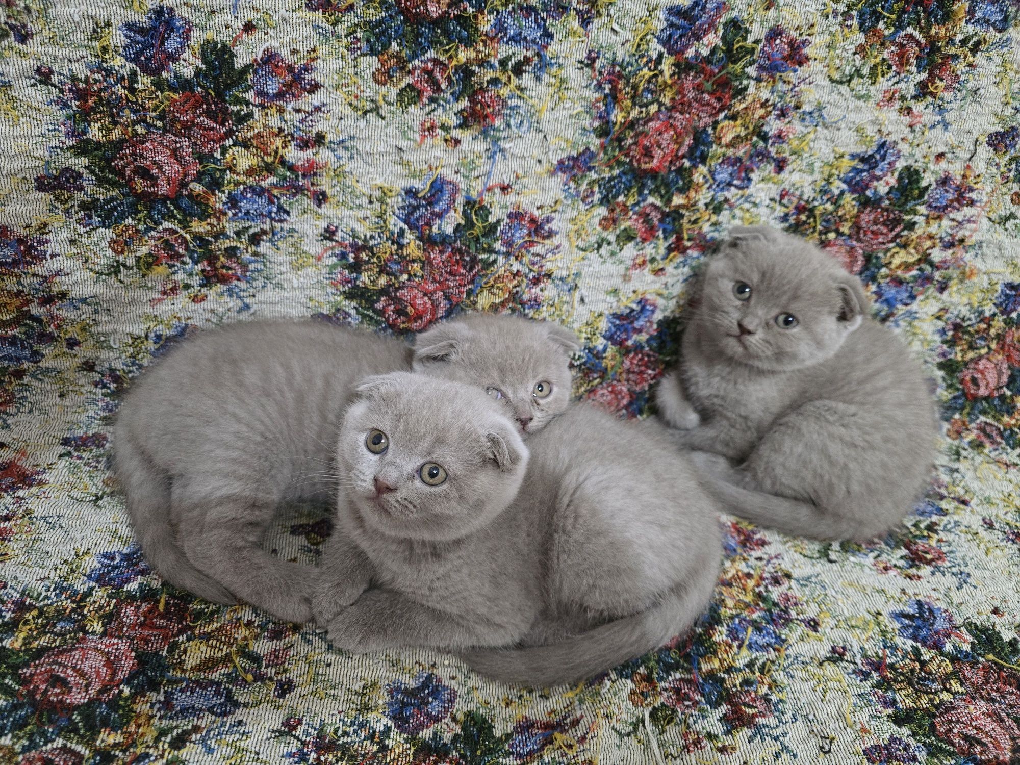 Pisici british shorthaire