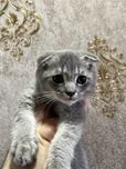 Scottish fold / скоттиш фолд