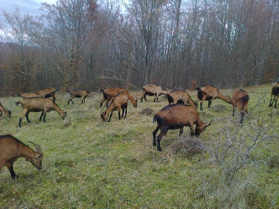 Capre alpina franceza