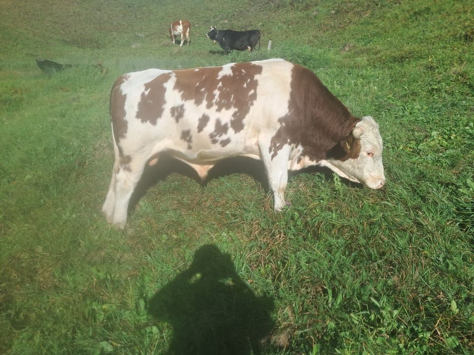 Bou bălțat românesc