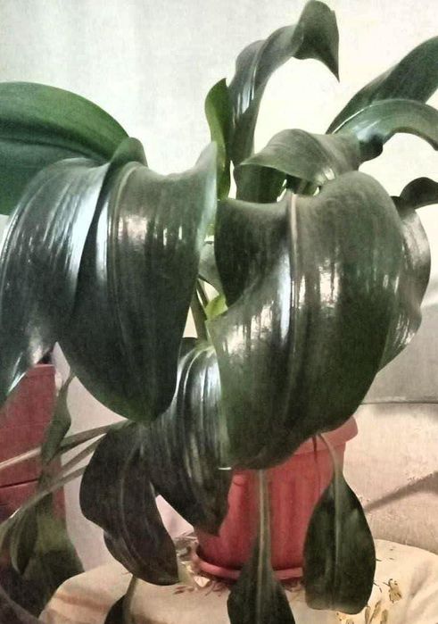 Продам большой красивый цветок амазонскую лилию.