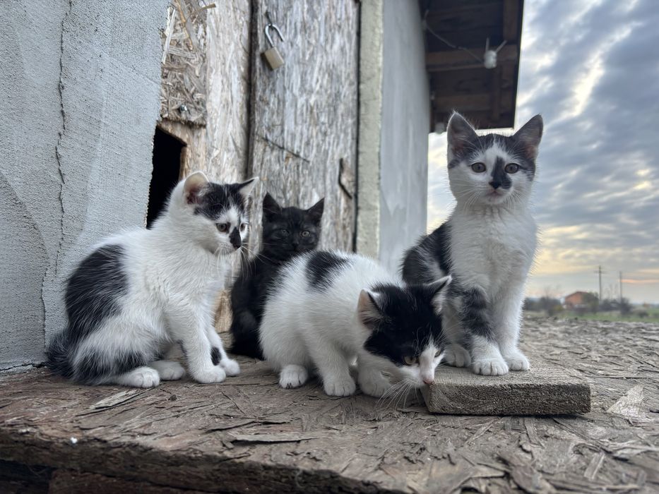 Donez pisica , varsta 2 luni