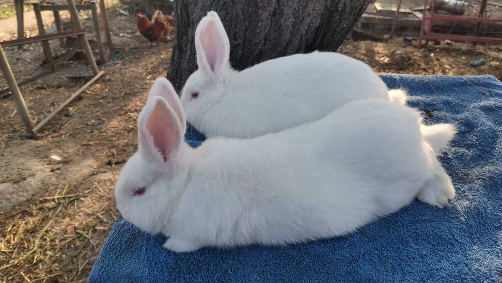 Iepuri neozeelandez alb