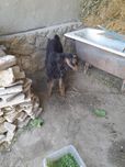 Ечки сотилади келишамиз