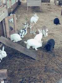 Vand iepuri diferite rase și marimi
