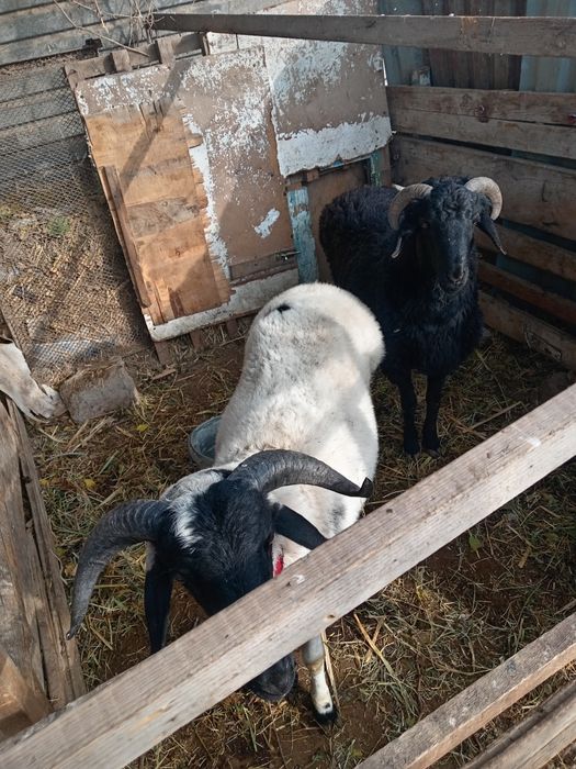 Сотилади сохлом!