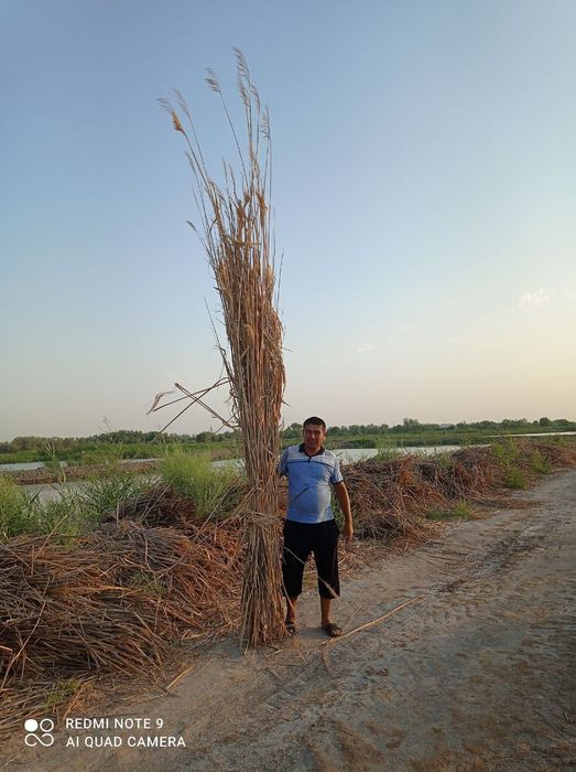 Камиш Екан сотилади доставка бор