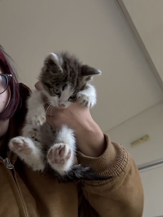 Котенце търси дом!