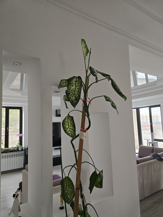 Диффенбахия пятнистый