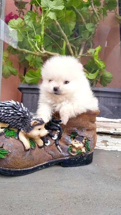 Мини шпиц/померани