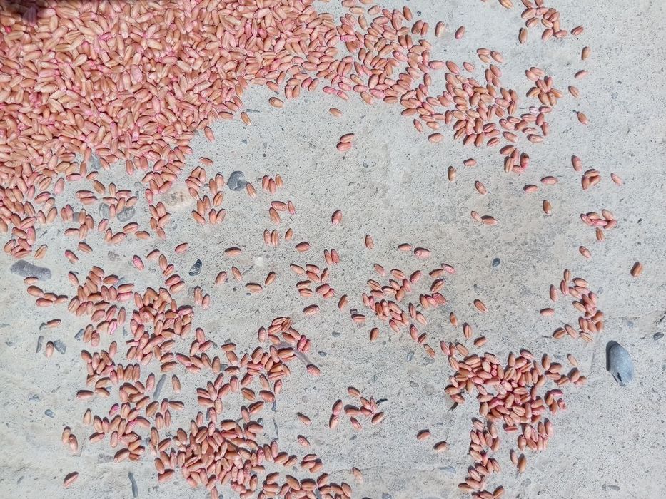 Bug'doy urug' BAGRAT Rossiyaniki