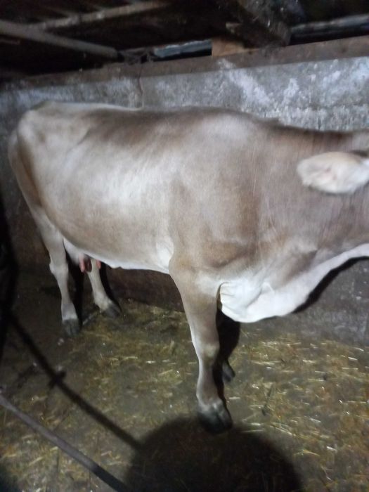 De vânzarea  Vaca cu lapte