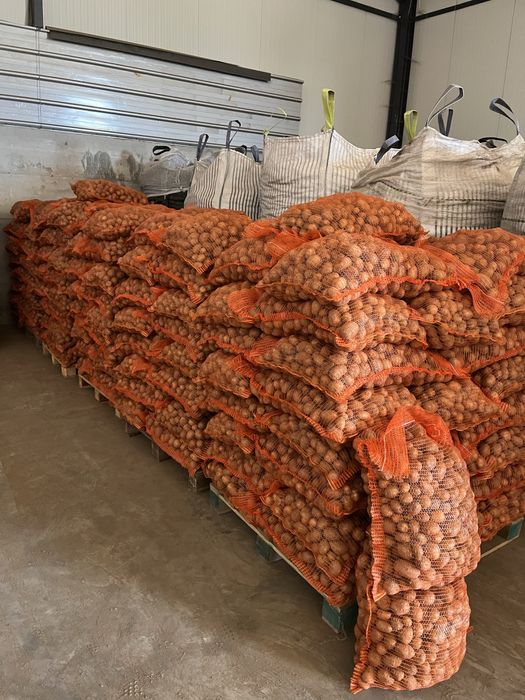 Cartofi pentru animale ambalat la 25 kg