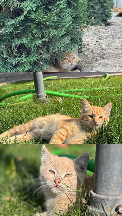 3 кота ) отдам , бесплатно .
