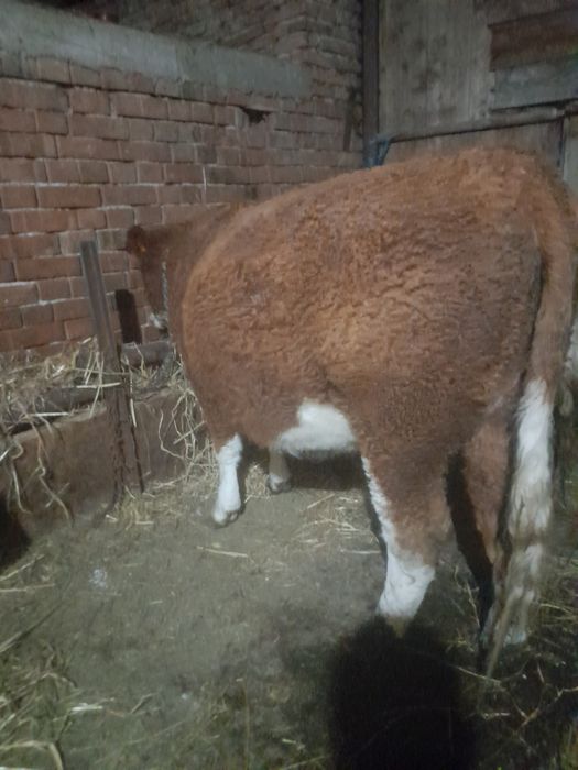 Vând junica la prima fătare gestata an 7 luni