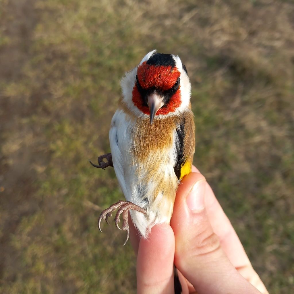 Canari de cantec