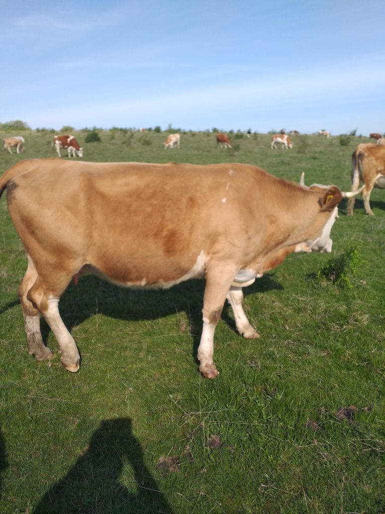 Vaca pentru abatorizare peste 600 kg
