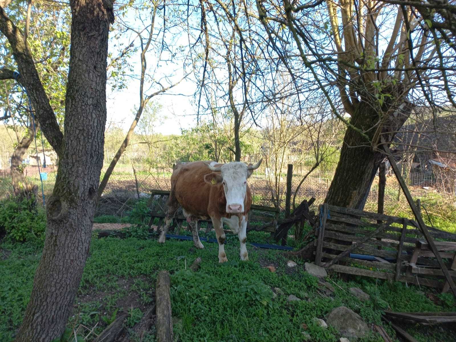 vand foarte avantajos vaca din rasa Baltata Romaneasca