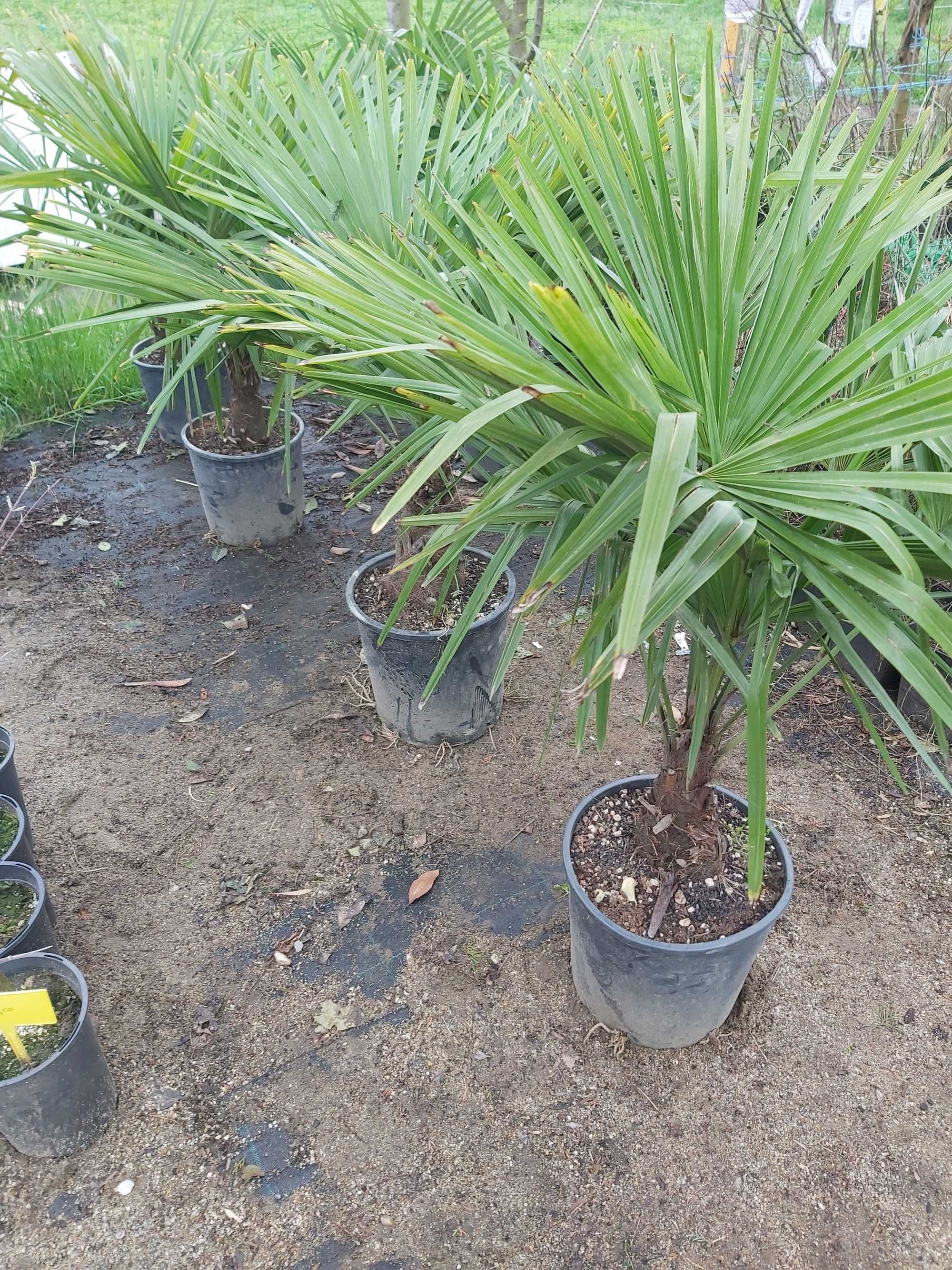 palmieri trachycarpus rezistenti la ger