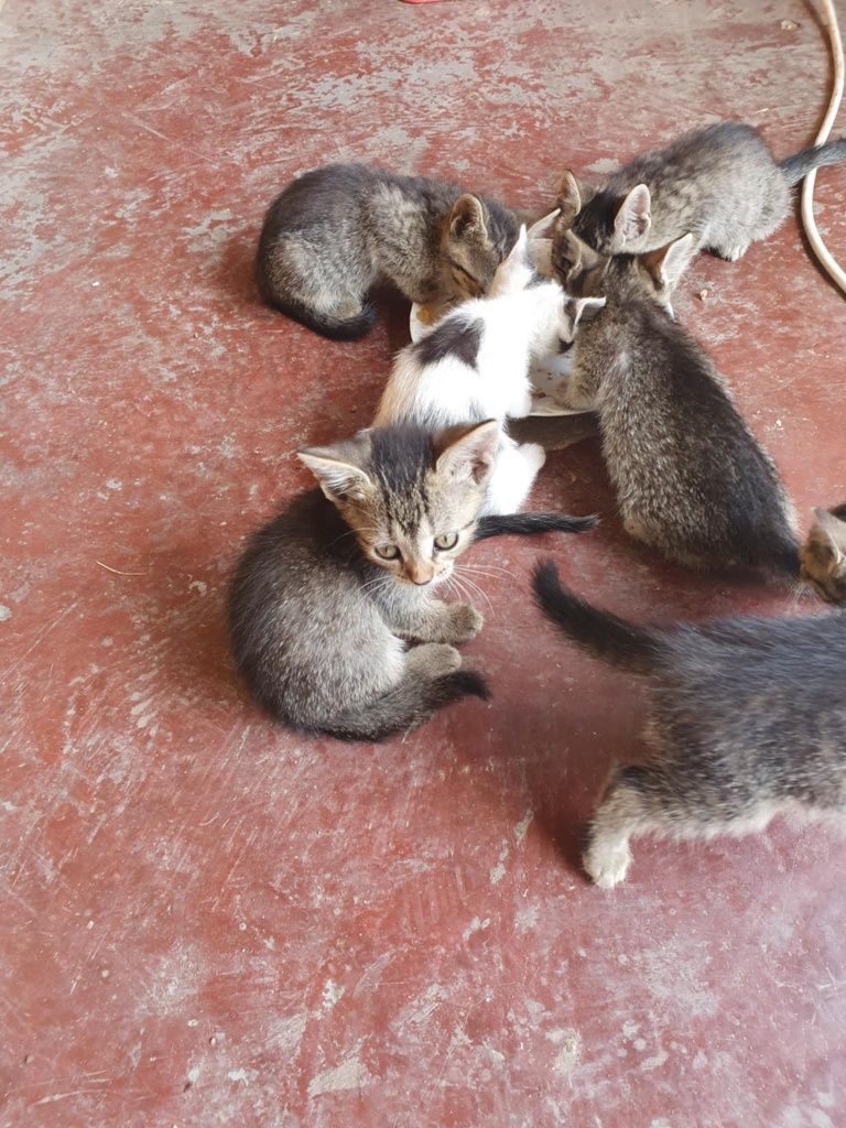 Adopție 6 pui de pisica